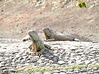 Lizards sunbathing